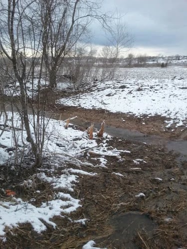 Berlin Fen State Natural Area in Berlin, Wisconsin